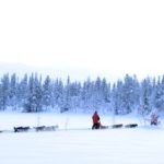 traineau de chiens huskies en laponie finlande 2021 2022